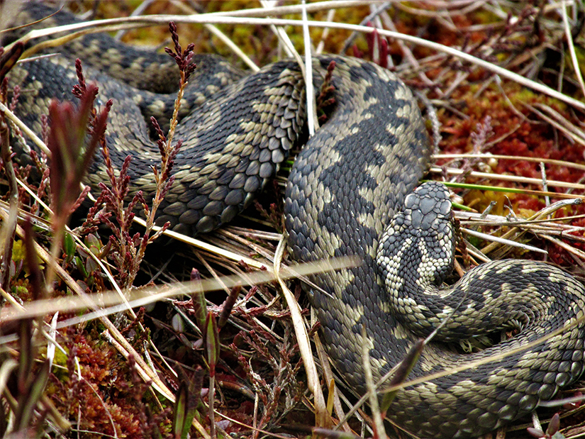 Змеи кемеровской области фото