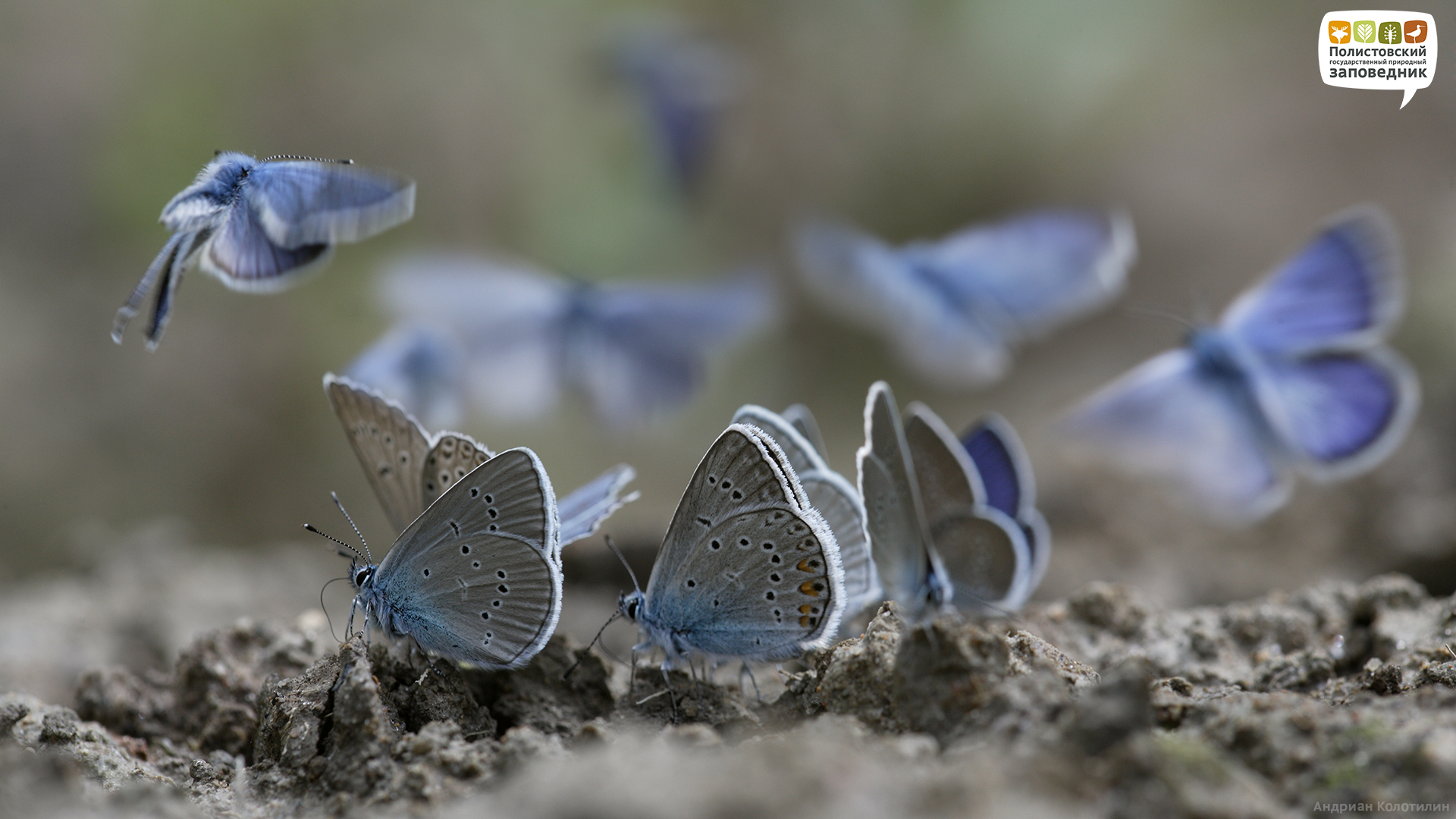 Голубая бабочка в полете